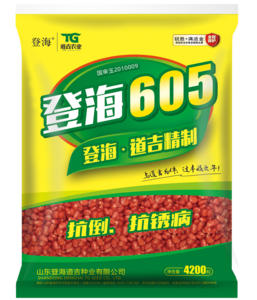 登海605,棒大粒深产量高